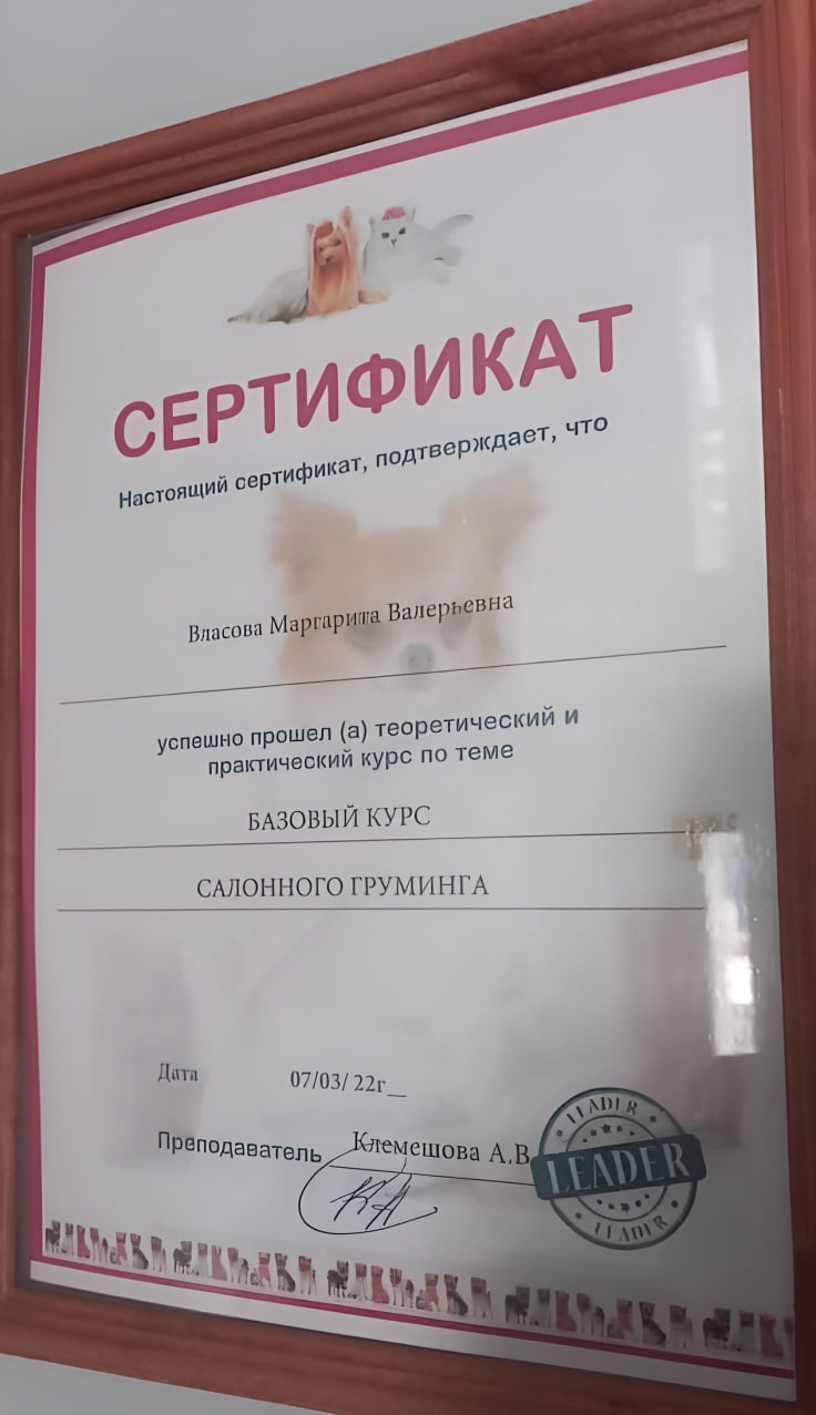 Сертификат грумера Маргариты Власовой 2022г